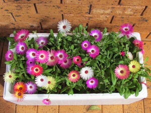 Livingstone Daisy seeds, fun and easy to grow, fast shipping, fantastic gift for any plant lover, beautiful vibrant flowers, long lasting