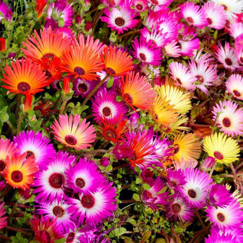 Livingstone Daisy seeds, fun and easy to grow, fast shipping, fantastic gift for any plant lover, beautiful vibrant flowers, long lasting