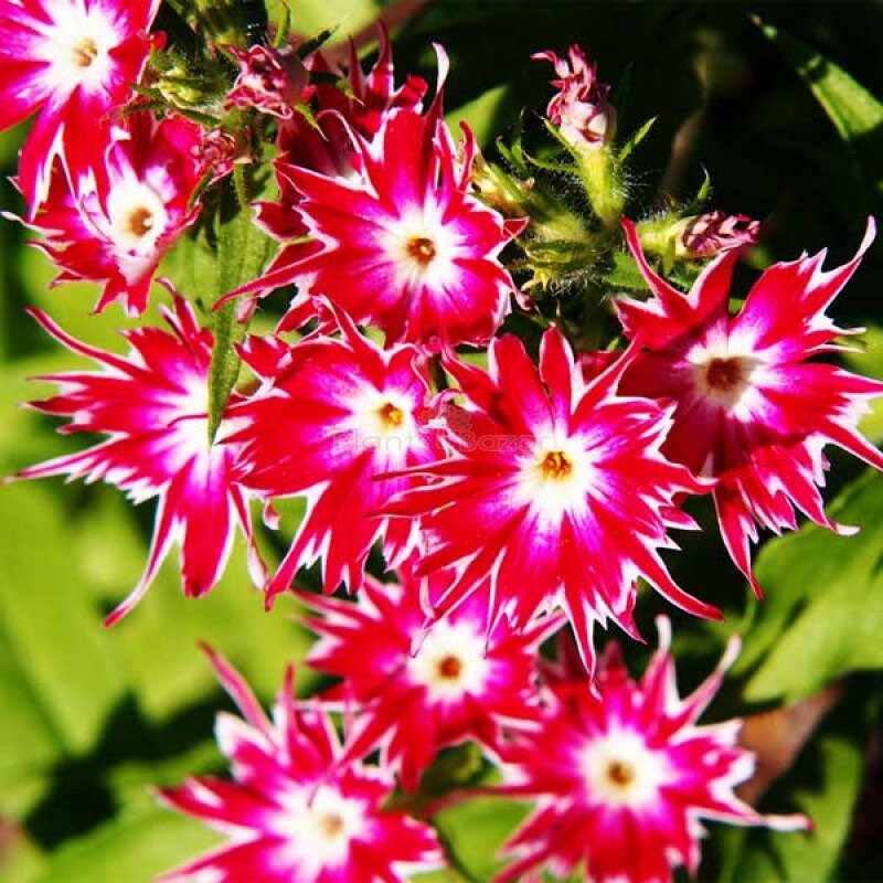 Star Flower seeds, Twinkle Star, beautiful colors, amazing patterns, fun and easy to grow, gift idea, organic, fast shipping