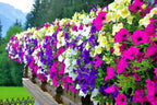 Cascading Petunia seeds, hanging petunia, beautiful colors, amazing pattern, fun and easy to grow, gift idea, fast shipping