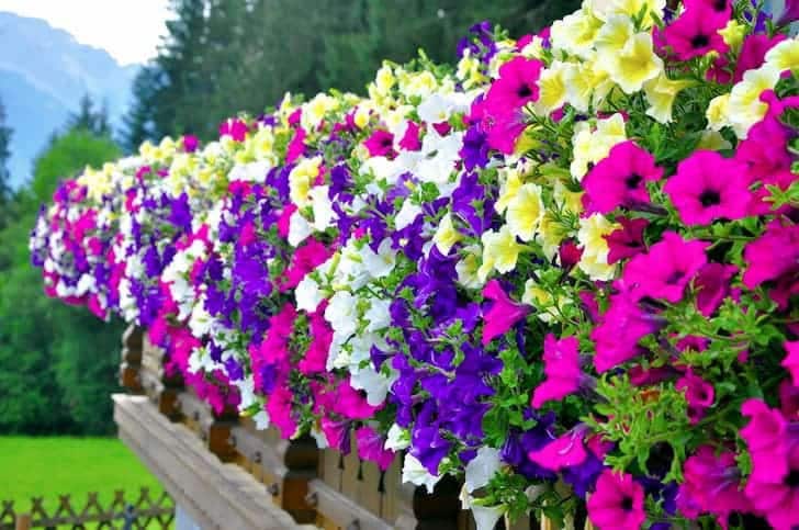 Cascading Petunia seeds, hanging petunia, beautiful colors, amazing pattern, fun and easy to grow, gift idea, fast shipping