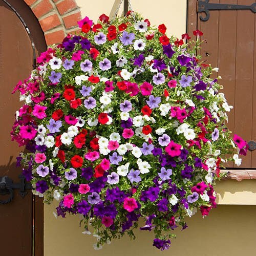 Cascading Petunia seeds, hanging petunia, beautiful colors, amazing pattern, fun and easy to grow, gift idea, fast shipping