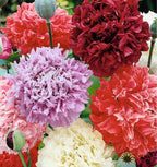 Poppy Flower seeds, beautiful colors, amazing pattern, fun and easy to grow, gift idea, fast shipping