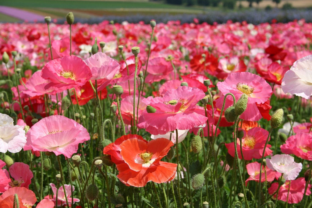 Pink Poppy Flower seeds, Shirley Poppy, beautiful colors, fun & easy to grow, barbie flower, gift idea, teacher gifts, fast shipping