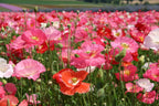 Pink Poppy Flower seeds, Shirley Poppy, beautiful colors, fun & easy to grow, barbie flower, gift idea, teacher gifts, fast shipping