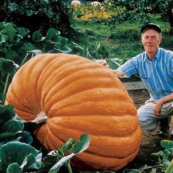 XXXL Pumpkin seeds, Atlantic Giant, a really cool gift for all plant lovers and gardeners, fun & easy to grow, Halloween, fast shipping