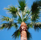 Californian Fan Palm, seeds, amazing leaves, fun and easy to grow, gift idea, fast shipping