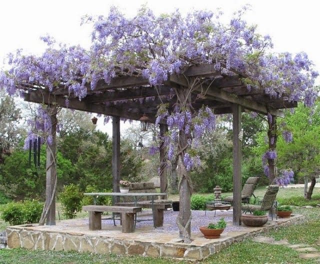 Wisteria Purple Rain, seeds for indoors & outdoors, fast growing, a fantastic gift, organic, fast shipping, a lovely gift