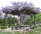 Wisteria Purple Rain, seeds for indoors & outdoors, fast growing, a fantastic gift, organic, fast shipping, a lovely gift