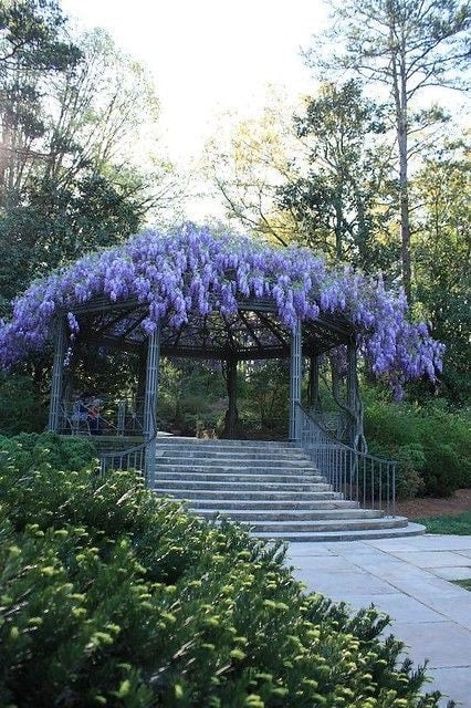 Wisteria Purple Rain, seeds for indoors & outdoors, fast growing, a fantastic gift, organic, fast shipping, a lovely gift