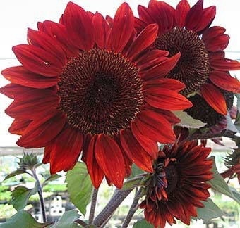 Moulin Rouge Sunflower seeds, fun and easy to grow, Fast Shipping, fantastic gift for any plant lover, beautiful vibrant flowers