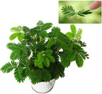 Tickle Plant, “Touch Me Not Plant” seeds for all year round, Mimosa Pudica, fun & easy to grow, Zombie Plant, Sensitive Plant, fast shipping