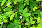 Tickle Plant, “Touch Me Not Plant” seeds for all year round, Mimosa Pudica, fun & easy to grow, Zombie Plant, Sensitive Plant, fast shipping
