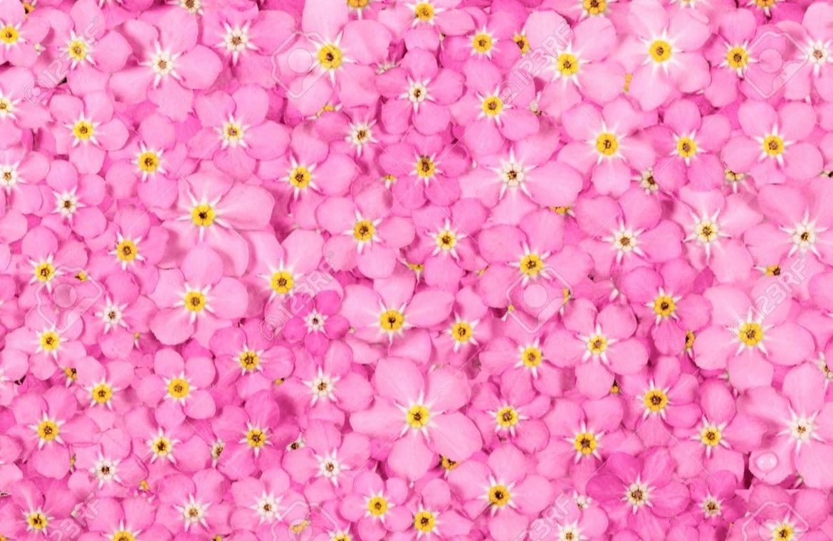 Pink Forget Me Not seeds, amazing colours, fun and easy to grow, gift idea, fast shipping