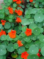 Empress of India Flower Seeds: Organic Gardening, Perennial Flowering Plants Garden, Edible Flowers, Frost Hardy