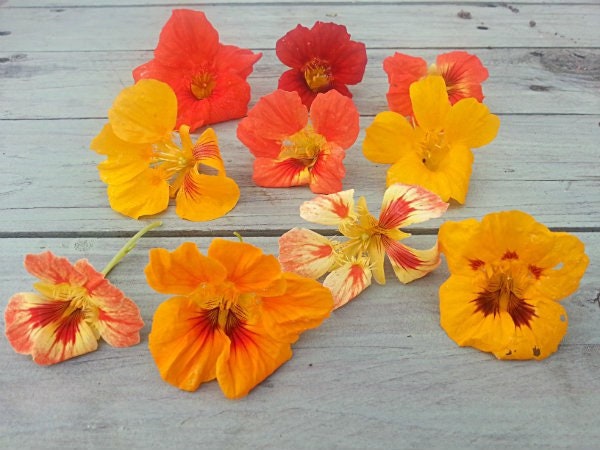 Empress of India Flower Seeds: Organic Gardening, Perennial Flowering Plants Garden, Edible Flowers, Frost Hardy