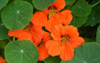 Empress of India Flower Seeds: Organic Gardening, Perennial Flowering Plants Garden, Edible Flowers, Frost Hardy