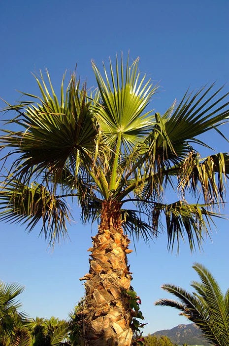 Californian Fan Palm, seeds, amazing leaves, fun and easy to grow, gift idea, fast shipping