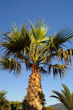 Californian Fan Palm, seeds, amazing leaves, fun and easy to grow, gift idea, fast shipping