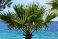 Californian Fan Palm, seeds, amazing leaves, fun and easy to grow, gift idea, fast shipping