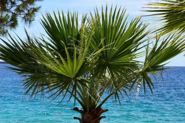 Californian Fan Palm, seeds, amazing leaves, fun and easy to grow, gift idea, fast shipping