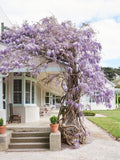 Wisteria Blue Rain seeds (for indoors and outdoors) A great gift, Fast Shipping