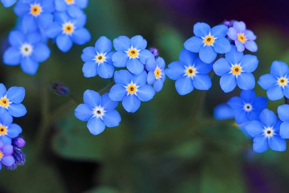 Forget Me Not seeds, amazing colours, fun and easy to grow, gift idea, fast shipping