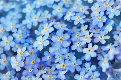 Forget Me Not seeds, amazing colours, fun and easy to grow, gift idea, fast shipping