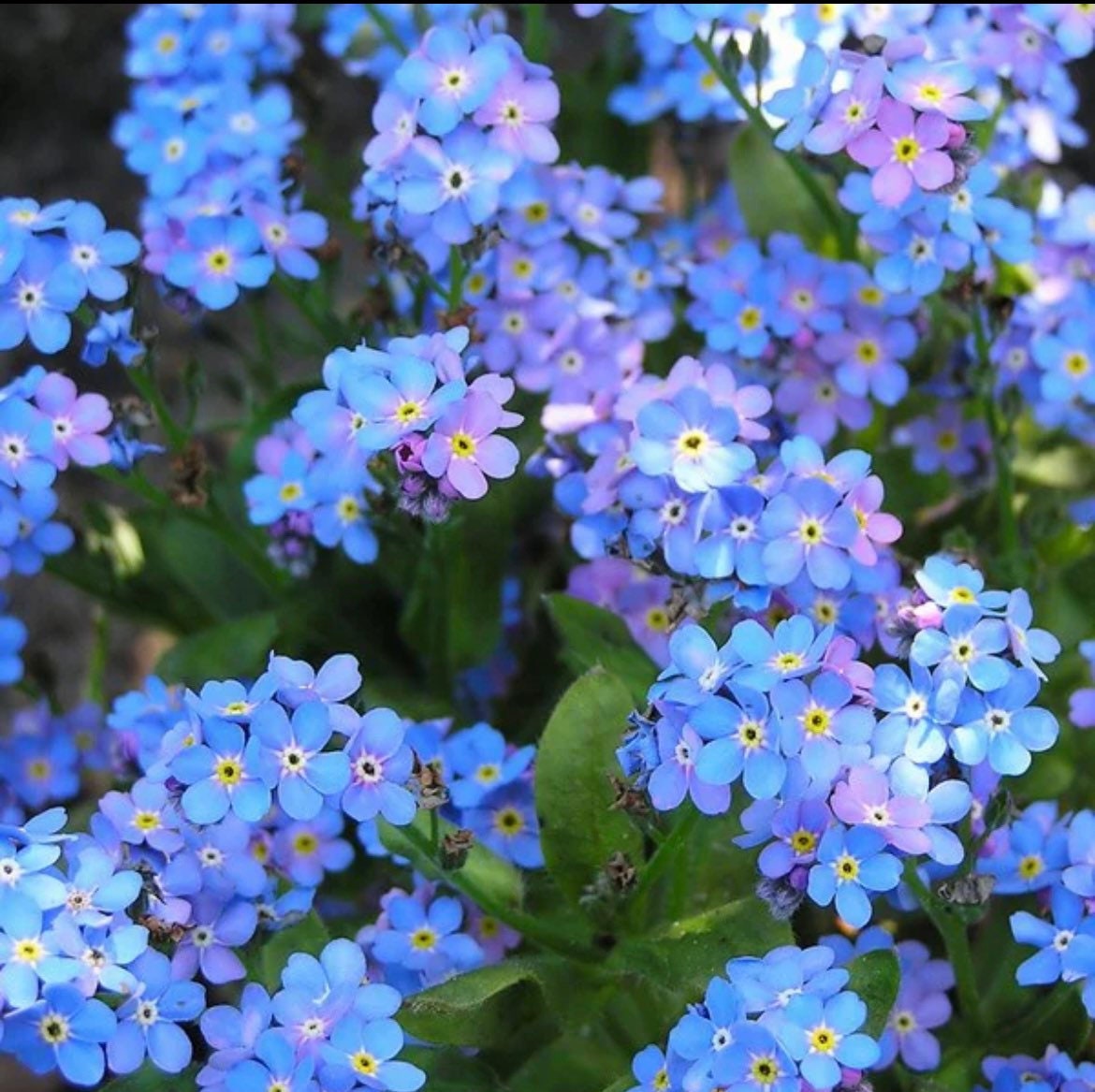 Forget Me Not seeds, amazing colours, fun and easy to grow, gift idea, fast shipping