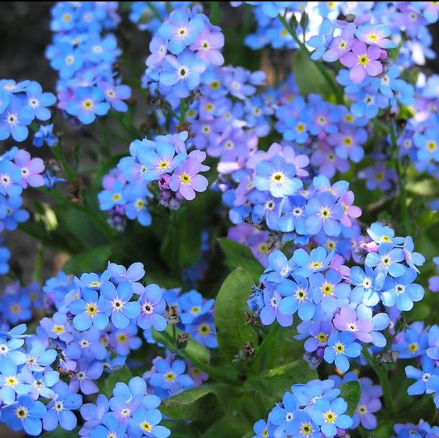 Forget Me Not Flower seeds, Perennial best gift for him her mom dad teacher outdoor home decor birthday DIY flowering house plants gardening
