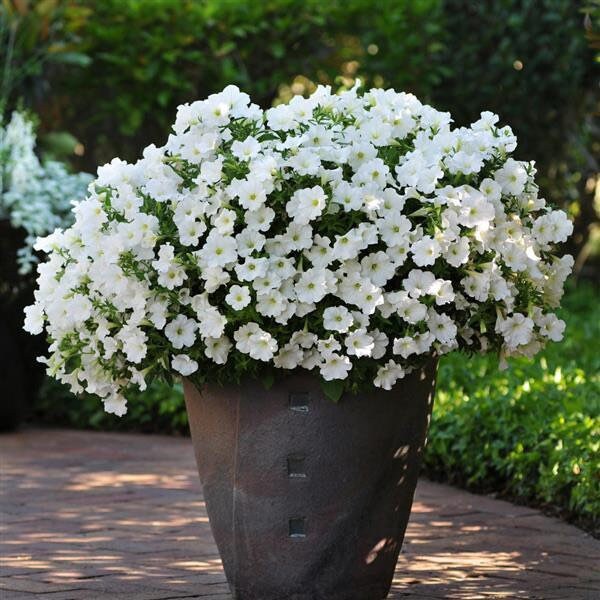 White Cascading Petunia seeds, hanging petunia, beautiful color, amazing pattern, fun and easy to grow, gift idea, fast shipping