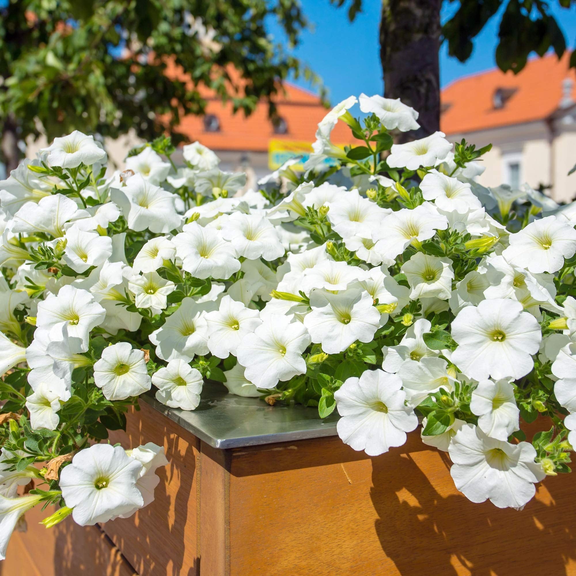 White Cascading Petunia seeds, hanging petunia, beautiful color, amazing pattern, fun and easy to grow, gift idea, fast shipping