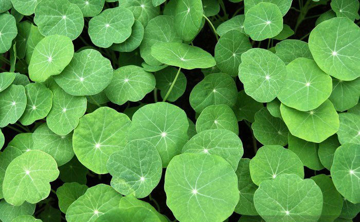Empress of India Flower Seeds: Organic Gardening, Perennial Flowering Plants Garden, Edible Flowers, Frost Hardy
