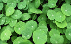Empress of India Flower Seeds: Organic Gardening, Perennial Flowering Plants Garden, Edible Flowers, Frost Hardy