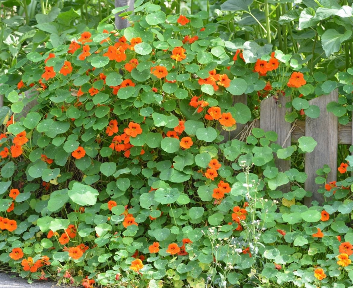 Empress of India Flower Seeds: Organic Gardening, Perennial Flowering Plants Garden, Edible Flowers, Frost Hardy