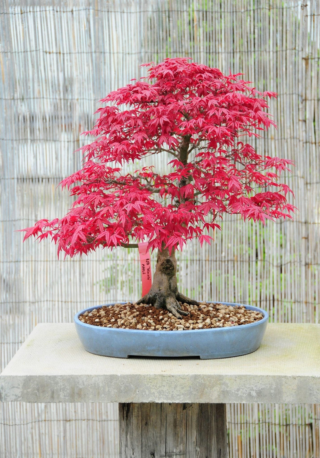 Red Maple Bonsai Tree Seeds: Acer Perennial for Indoor and Outdoor Gardening, Frost Hardy Perennial