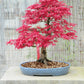 Red Maple Bonsai tree seeds, frost hardy perennial gift for him her mom dad teacher home decor birthday house plants DIY gardening easy care