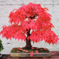 Red Bonsai seeds, fun and easy to grow, fast growing, an amazing gift, grow your own mini Red Maple tree, organic, fast shipping,