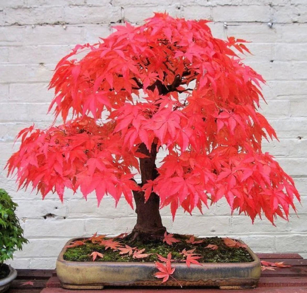 Red Bonsai seeds, fun and easy to grow, fast growing, an amazing gift, grow your own mini Red tree, organic, fast shipping,