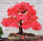 Red Bonsai seeds, fun and easy to grow, fast growing, an amazing gift, grow your own mini Red tree, organic, fast shipping,