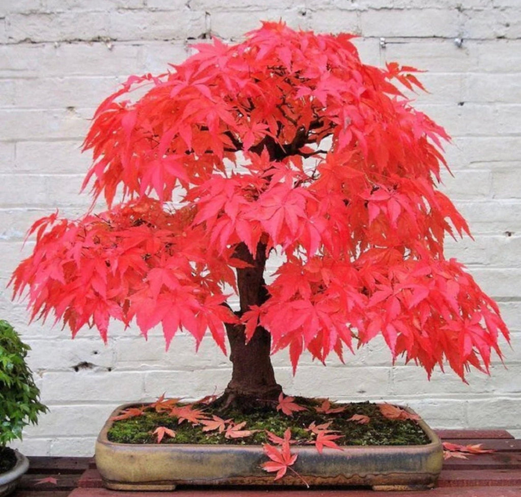 Red Maple Bonsai Tree Seeds: Acer Perennial for Indoor and Outdoor Gardening, Frost Hardy Perennial