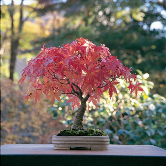 Red Bonsai seeds, fun and easy to grow, fast growing, an amazing gift, grow your own mini Red Maple tree, organic, fast shipping,