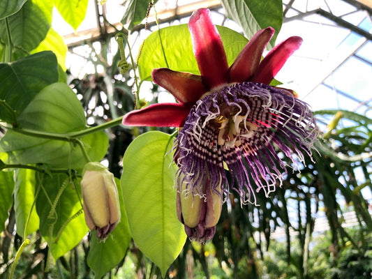 Red Passion Flower seeds, for indoors and outdoors, fun & easy to grow, beautiful flowers, Fast shipping, fantastic gift for any plant lover