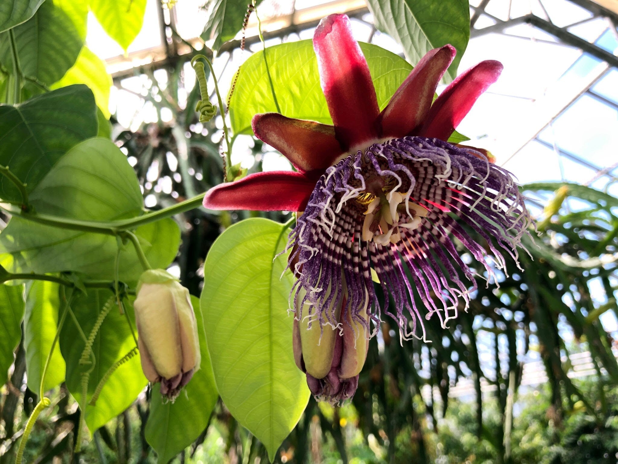 flower seeds fast shipping Red Passion Flower Seeds