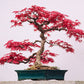 Red Maple Bonsai tree seeds, frost hardy perennial gift for him her mom dad teacher home decor birthday house plants DIY gardening easy care