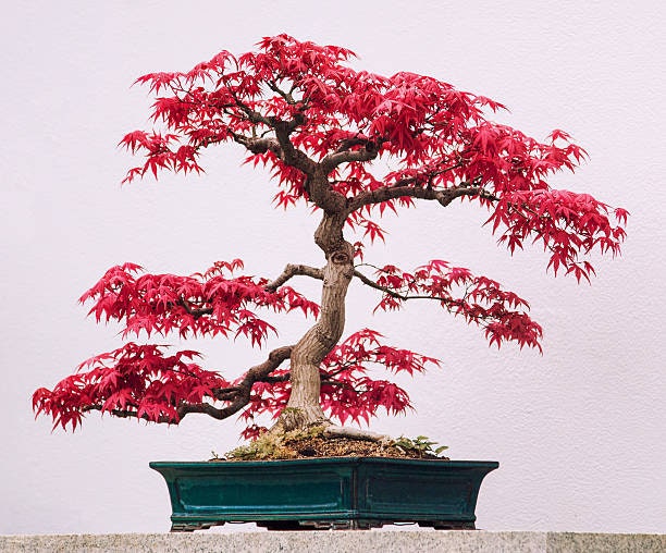 Red Maple Bonsai tree seeds, frost hardy perennial gift for him her mom dad teacher home decor birthday house plants DIY gardening easy care
