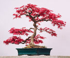 Red Maple Bonsai Tree Seeds: Acer Perennial for Indoor and Outdoor Gardening, Frost Hardy Perennial