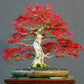 Red Maple Bonsai tree seeds, frost hardy perennial gift for him her mom dad teacher home decor birthday house plants DIY gardening easy care