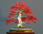 Red Maple Bonsai tree seeds, frost hardy perennial gift for him her mom dad teacher home decor birthday house plants DIY gardening easy care