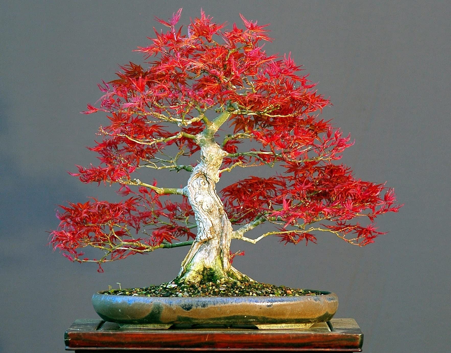 Red Maple Bonsai tree seeds, frost hardy perennial gift for him her mom dad teacher home decor birthday house plants DIY gardening easy care